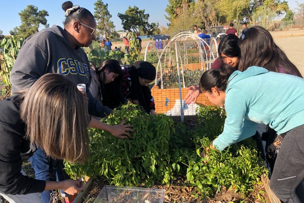 Students working in a raised garden