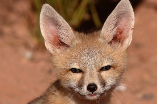 Kit fox Image