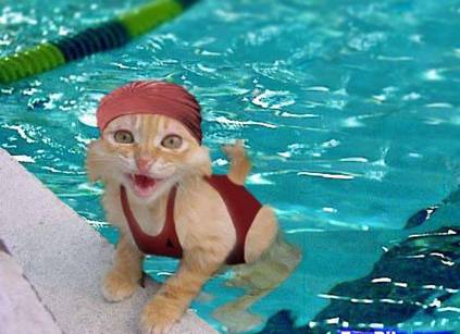 Water Cat