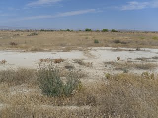 Desert with dry grass