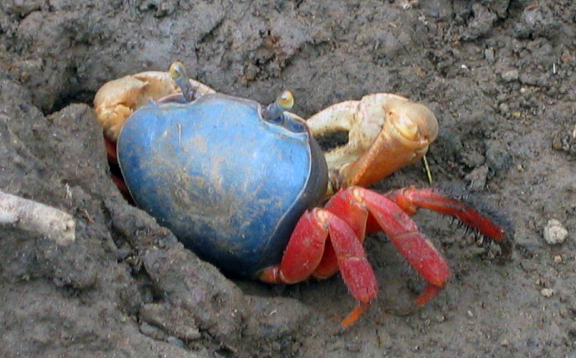 photo of land crab