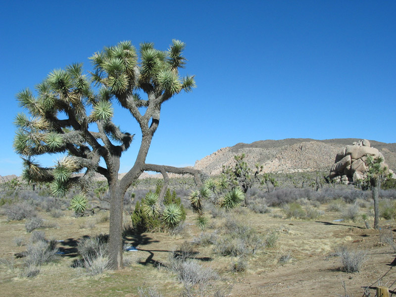 Joshua Tree