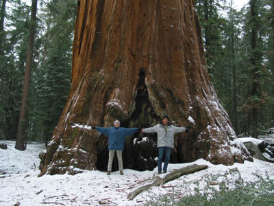 Giant Sequoia