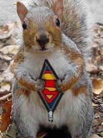 supersquirrel